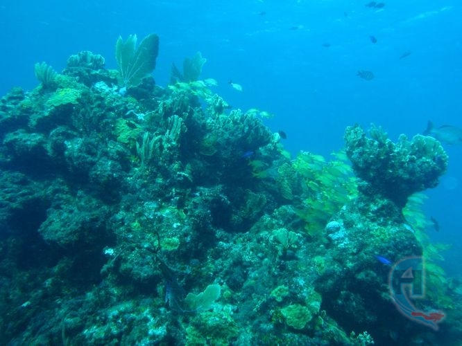 corales del caribe